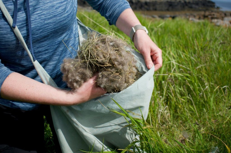 Every summer in Iceland, there's a hunt for elusive eiderdown, used to make some of the world's best duvets and quilts