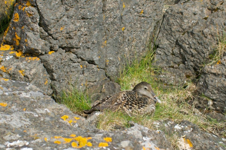 The down that the eider, a sea duck from the subarctic oceans, leaves behind is one of the warmest natural fibres on the planet, both light and highly insulating