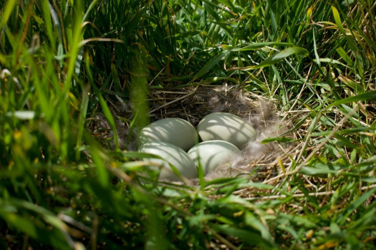 The female eider releases the down from her breast and lines her nest with it to insulate it during incubationÂ 