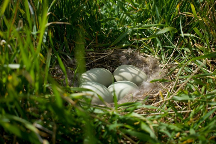 The female eider releases the down from her breast and lines her nest with it to insulate it during incubationÂ