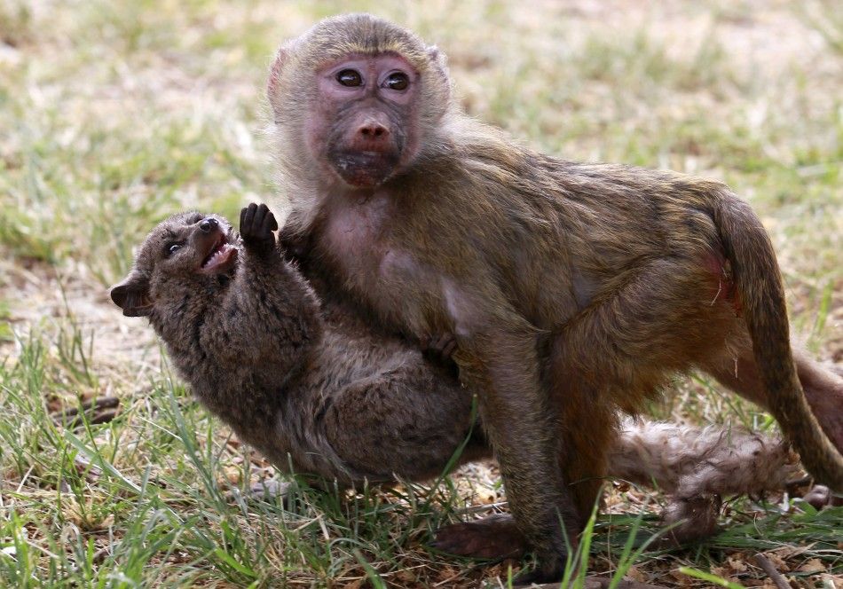 A seven-months-old yellow baboon carries a Galagos also known as a bushbaby at the Animal Orphanage in the KWS headquarters in Nairobi