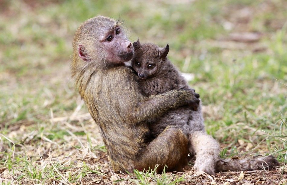 A seven-months-old yellow baboon carries a Galagos also known as a bushbaby at the Animal Orphanage in the KWS headquarters in Nairobi