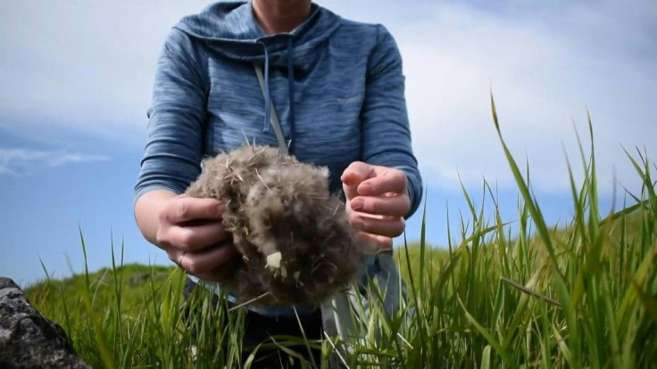 On a remote island in Breidafjordur Bay off the west coast of Iceland, a thousand-year-old harvest takes place -- the hunt for elusive eiderdown, used to make some of the world's best duvets and quilts.