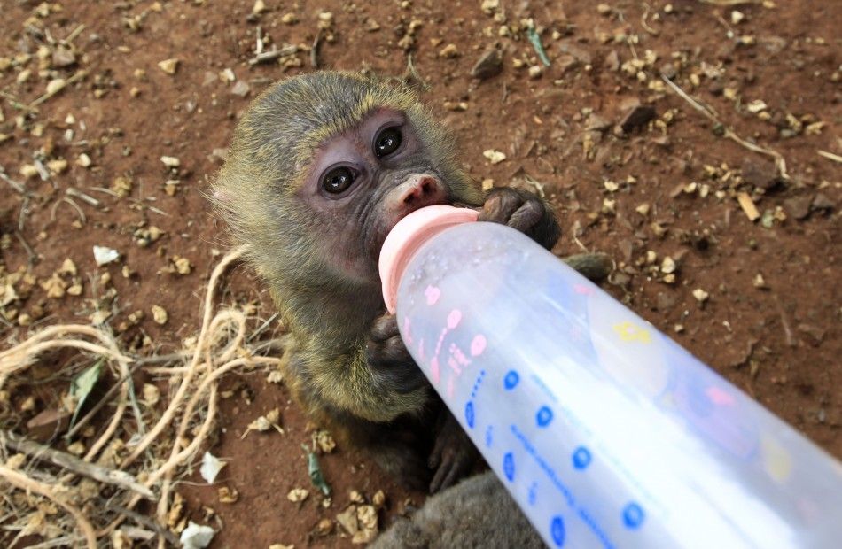 A seven-months-old yellow baboon drinks milk as it plays with a Galagos also known as a bushbaby at the Animal Orphanage in KWS headquarters in Nairobi