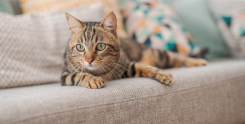 pet cat on sofa