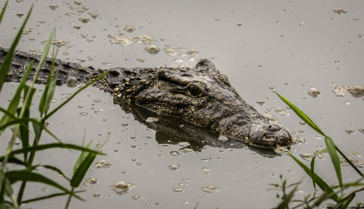 The Cuban crocodile is listed as "critically endangered," with just a few thousand specimens left