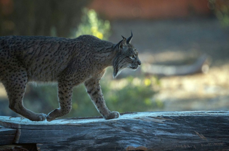 The Iberian lynx is distinguished by a white-and-black beard and black ear tufts
