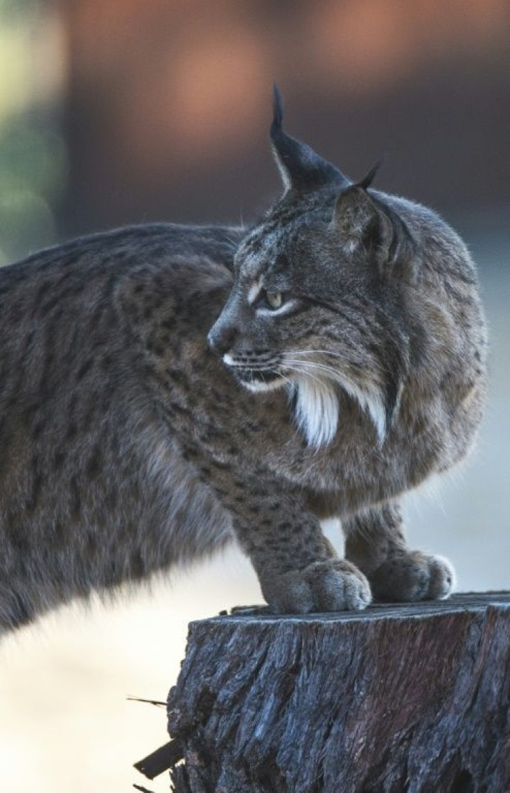 Since 2011, the breeding centres have released just over 300 lynxes