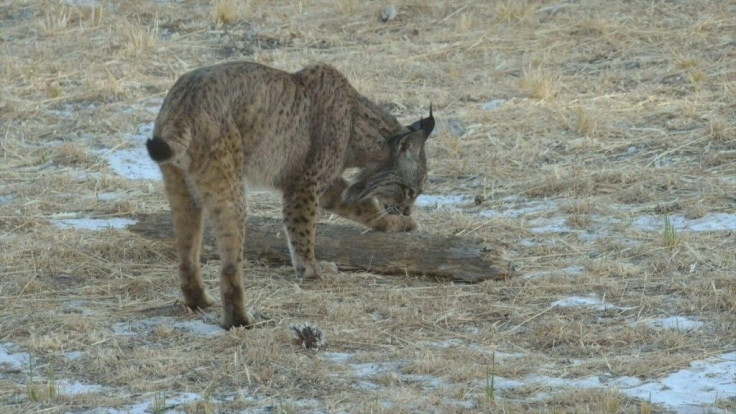 Just 20 years ago, Spain's Iberian lynx was at risk of becoming the first big cat to go extinct since the sabre-tooth tiger died out 10,000 years ago. Now their numbers have jumped tenfold, with 1,100 Iberian lynx living in the wild at the end of last yea