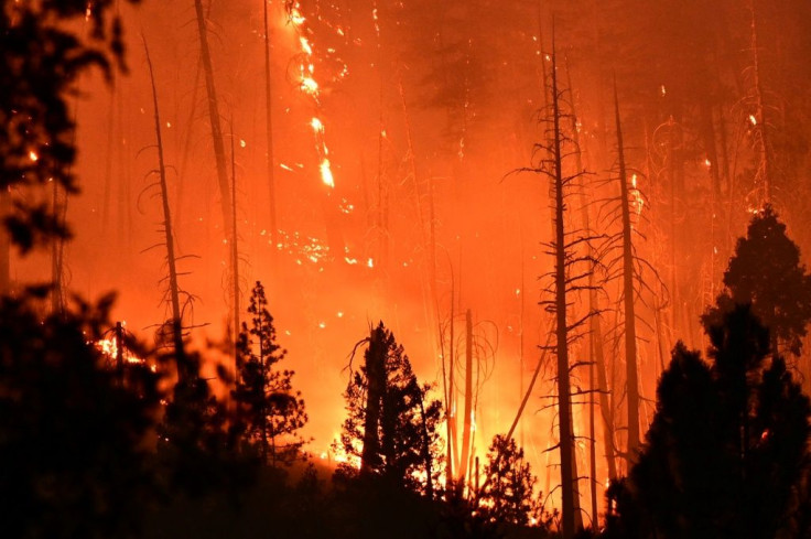 Pine trees burn on a hillside at the Dixie Fire, in Twain, California