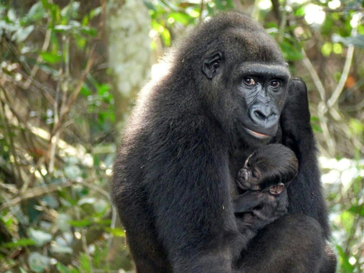 The 300,000-hectare (740,000-acre) Ivindo park is is home to many engangered animals such as gorillas