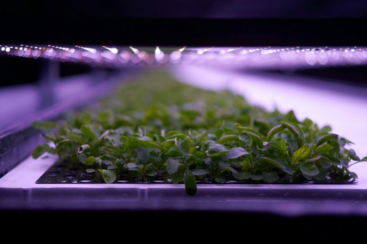 From floor to ceiling, produce grows in layered racks at the vertical farm opened by Nordic Harvest in a massive warehouse in a Copenhagen industrial zone