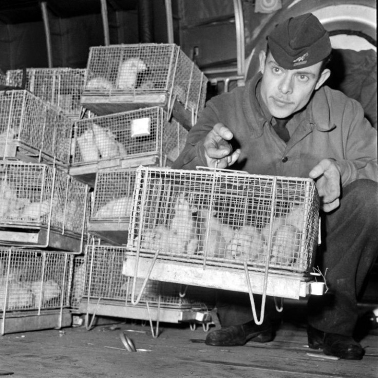 Guinea pigs were exposed to the radiation of the nuclear test in 1960