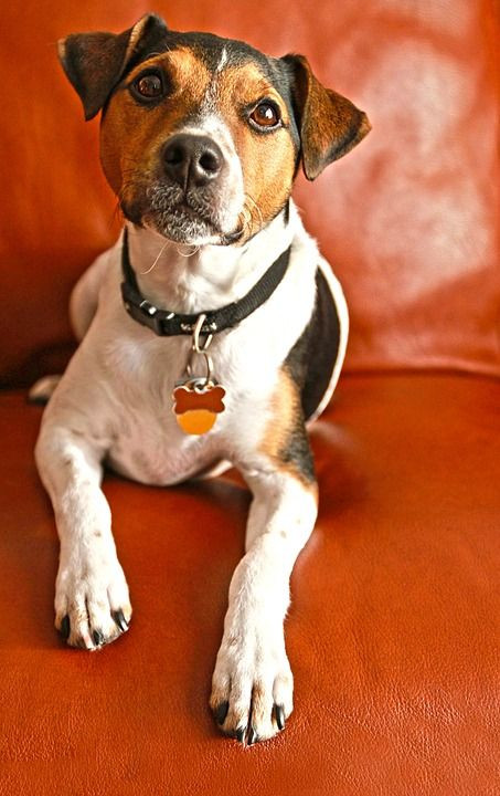 Mutt
