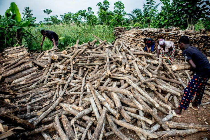 Between 2005 and 2015, Benin's forest cover was slashed by more than 20 percent, according to the World Bank