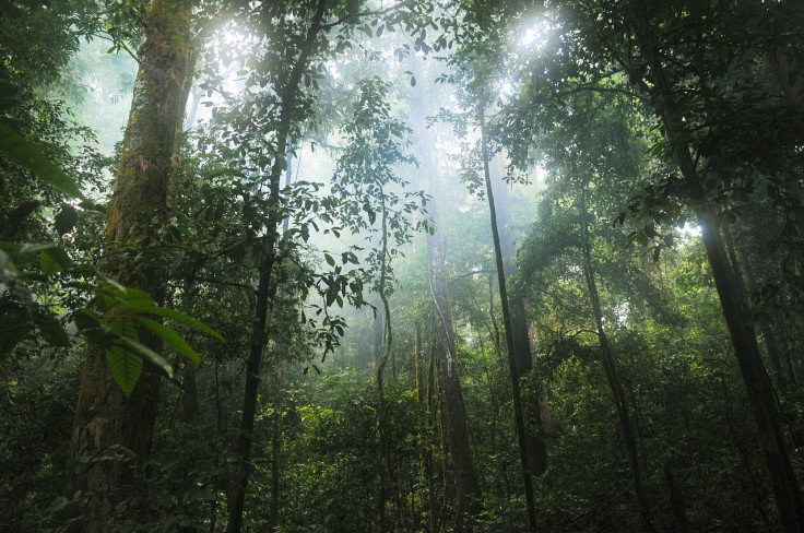 Jungle Rainforest