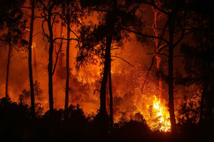 The wildfires have destroyed huge swathes of pristine forest