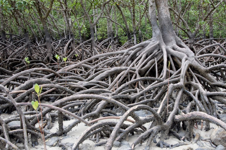 Australia Mangroves