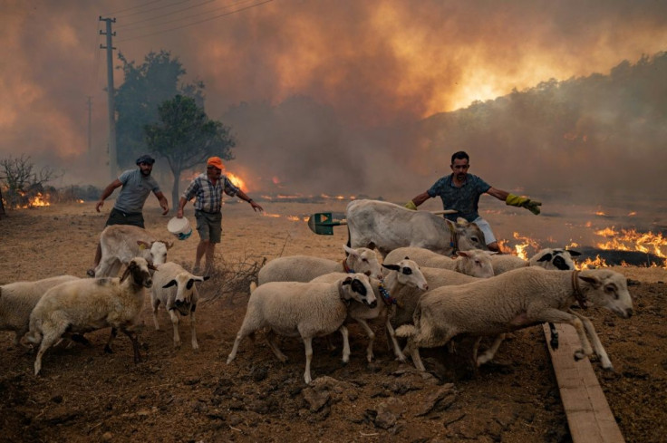 Farmers pulled their screaming animals out of burning barns to take them to the relative safety of the beach