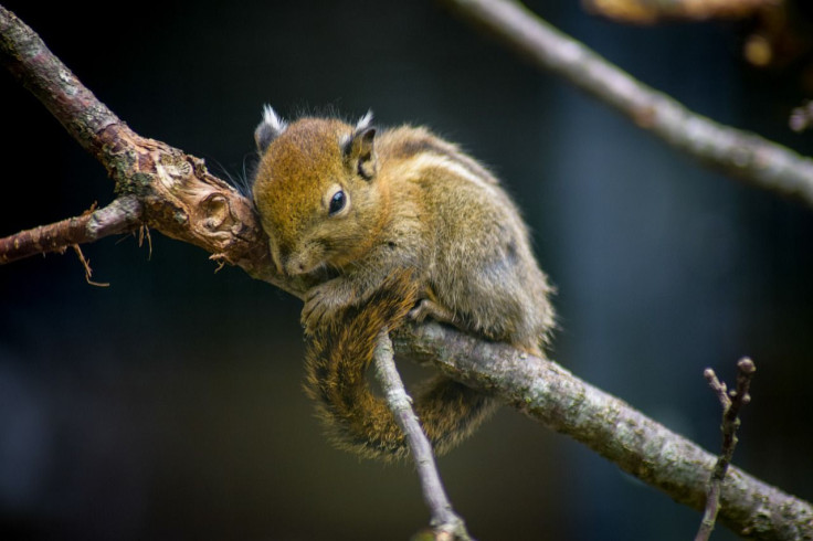 Chipmunk/Rodent