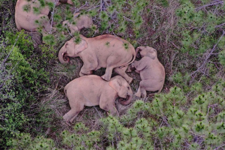 China's wayward herd of 14 wild elephants left home 16 months ago for a grand food tour across rich farmland in Yunnan province