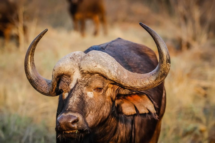 Bull