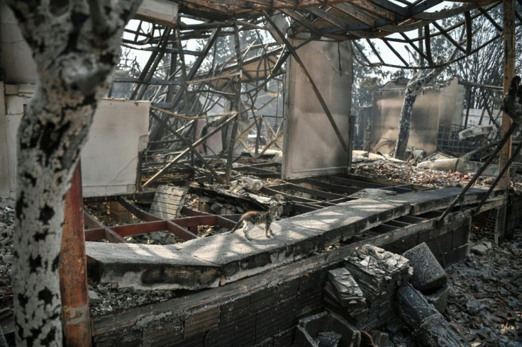 A kitten stands in a burnt-out building in Varybombi, a suburb north of Athens