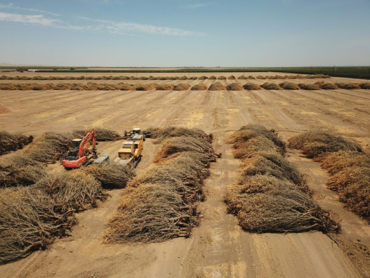 Uprooted almond trees, destroyed for lack of water, lie in a field in Huron, California, in July 2021