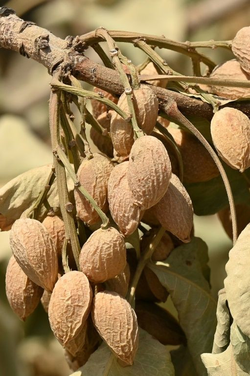 Dried and shrivelled almond husks on uprooted trees are all that remain of what would have been this year's crop - had water been available