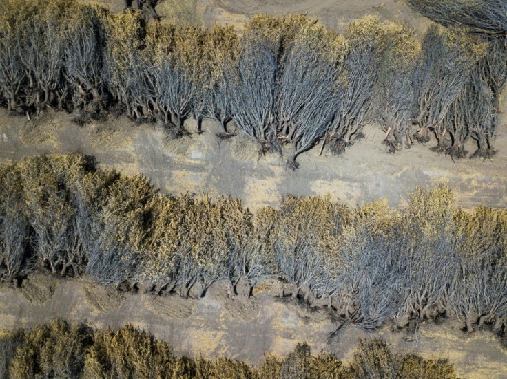 This is the first time that Woolf Farms has had to uproot so many trees before they reach the end of their life