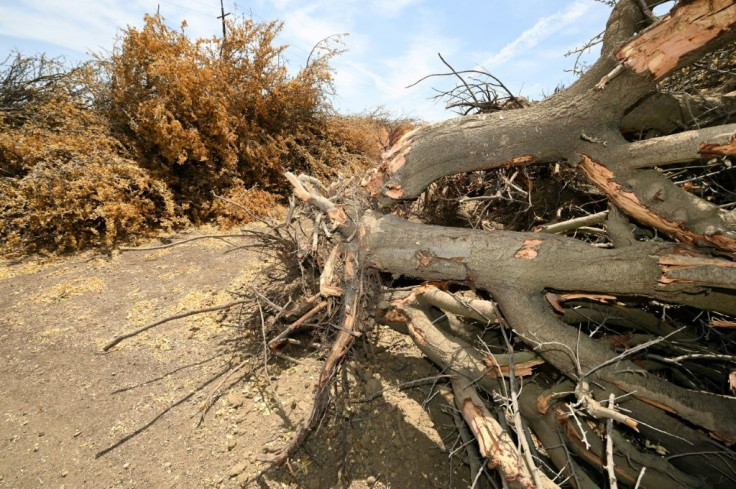 The California almond industry is worth $6 billion a year, providing 80 percent of the nuts consumed worldwide - but the trees are thirsty, and water is scarce in parts of the western state