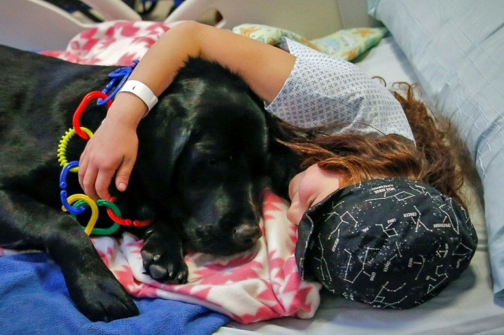 Visits by therapy dogs to the Exequiel Gonzalez Pediatrics Hospital in Santiago, Chile help calm both children awaiting surgery and their caregivers