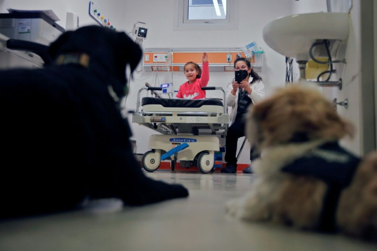 The dogs -- mainly Labradors and Golden Retrievers, animals known for their calm demeanor -- are trained from an early age to handle the stressful hospital environment