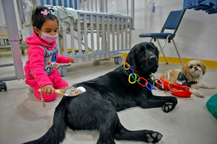 "We have noticed in more than 90 percent of the children that canine therapy helps to reduce anxiety," pediatric surgeon Yolanda Poulin told AFP