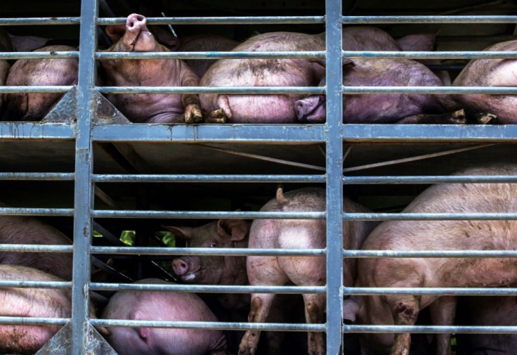 Mexican pork exports increased by nearly 30 percent in value in 2020, fueled by strong demand from China