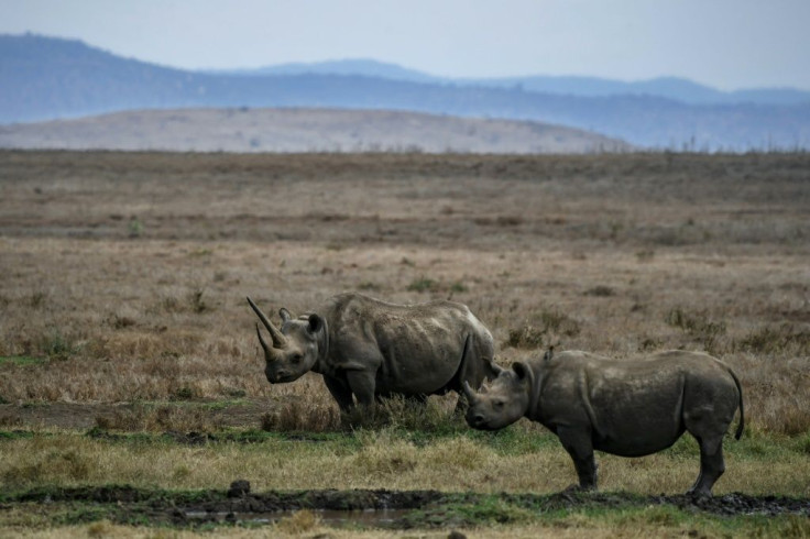 A female black rhino known as Sonia is pictured with her calf in the Lewa Wildlife Conservancy in Kenya