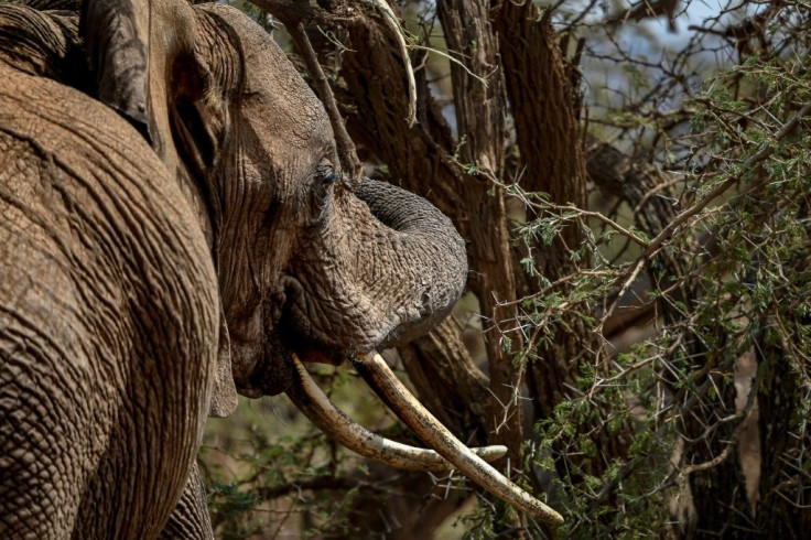 A female African bush elephant munches on an acacia tree in Kenya's Lewa Wildlife Conservancy