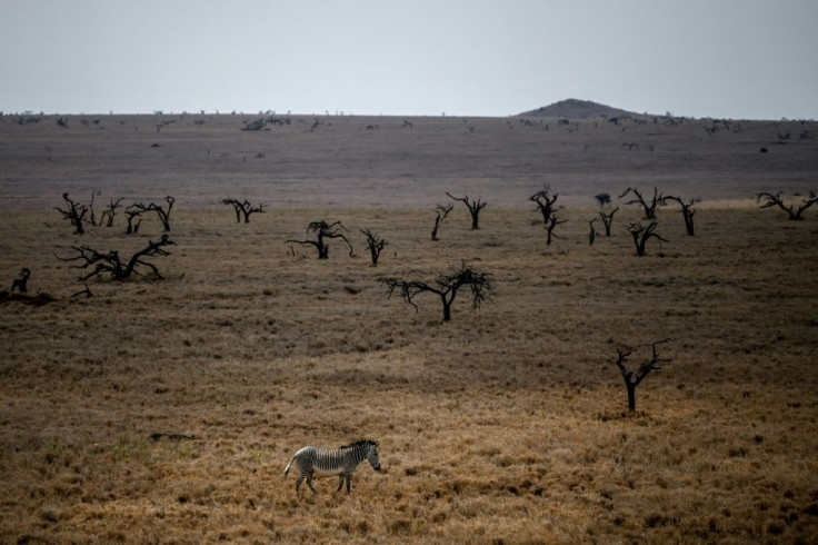 A male Grevy's zebra strolls in the Lewa Wildlife Conservancy's savanna in northern Kenya