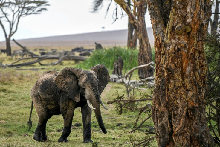 The numbers of African savanna elephants have plunged by at least 60 percent during the last half-century, according to the International Union for Conservation of Nature