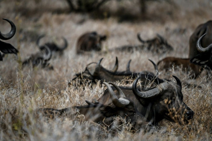 African buffalos rest in the Lewa Wildlife Conservancy