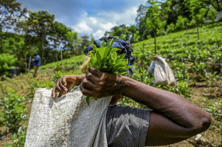 The U-turn comes despite warnings from farmers of food shortages and severe damage to the massive tea industry