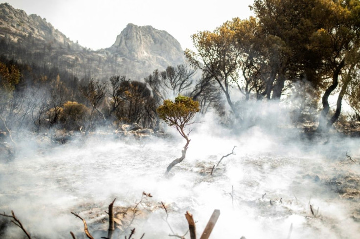 Devastated forest in the aftermath of a blaze near Mount Parnitha, north of Athens