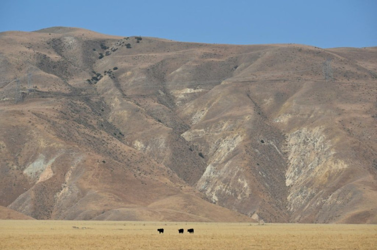 Cows graze on what's left of the grass in drought-stricken Grapevine, California