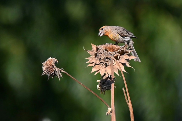 A bird eats the seeds of a dried flower on the farm of Liset Garcia, in Reedley, California