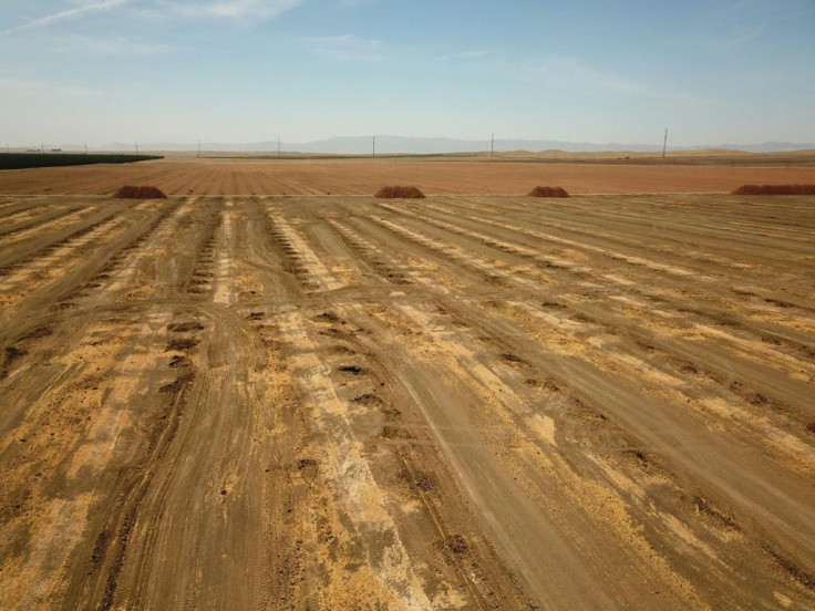 Lacking water, farmers plowed up almond trees in this field in Huron, California