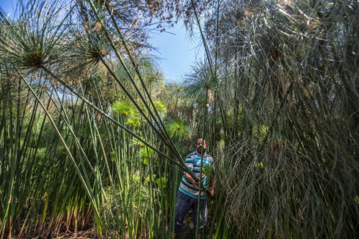 Abdel Mobdi Moussalam, 48, cuts papyrus reeds from his land in the village of al-Qaramus in Sharqiyah province, in northern Egypt's fertile Nile Delta