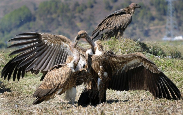 German cops training vultures