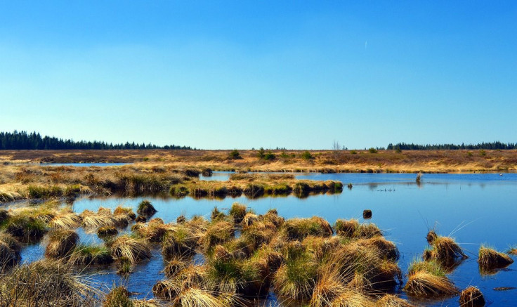 Peat Bog/Moor/marsh