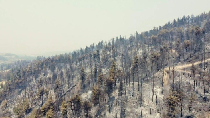 Wildfires in Greece leave livestock herds and beehives decimated. Nearly 100,000 hectares of forestry and farmland have burned in less than two weeks in Greece in the worst wave of wildfires since 2007