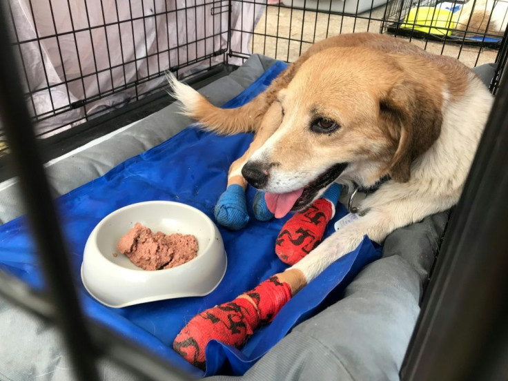 A dog recovering from burns to his paws at a makeshift shelter in Athens